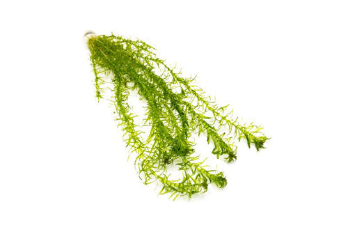 Egeria Densa