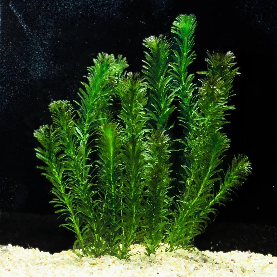 Anacharis live cold-water aquarium plant