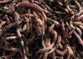 Live European Nightcrawlers from Utah Worm Company