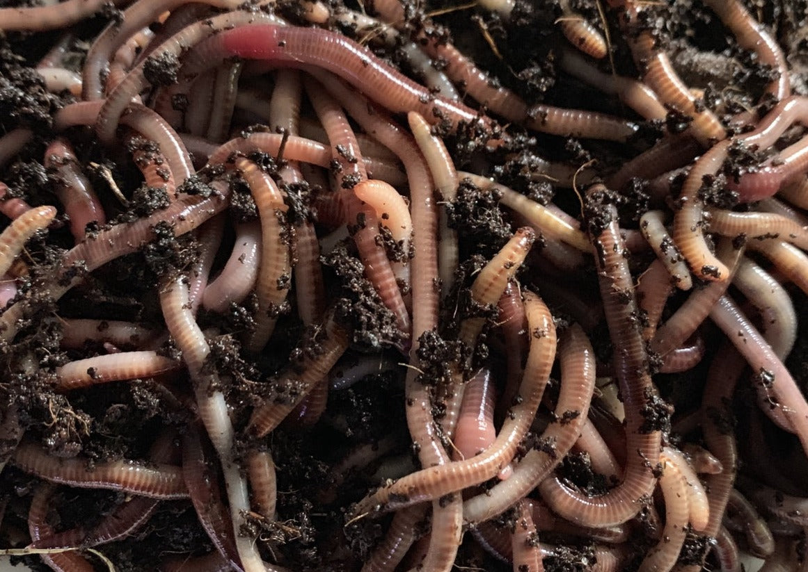 Live European Nightcrawlers from Utah Worm Company