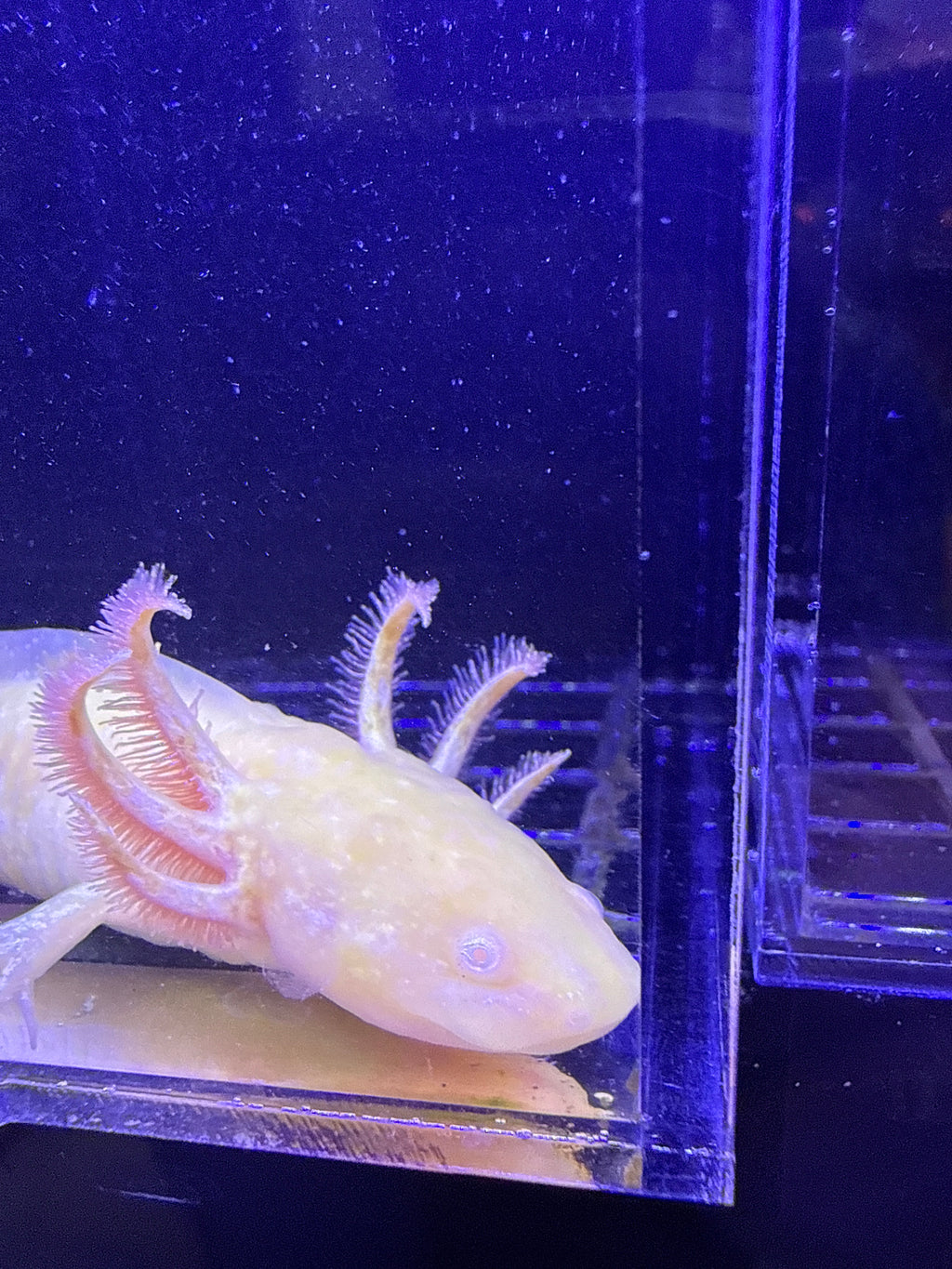 Salem, GFP Golden Albino named axolotl #002 — exact animal for sale, photo 3