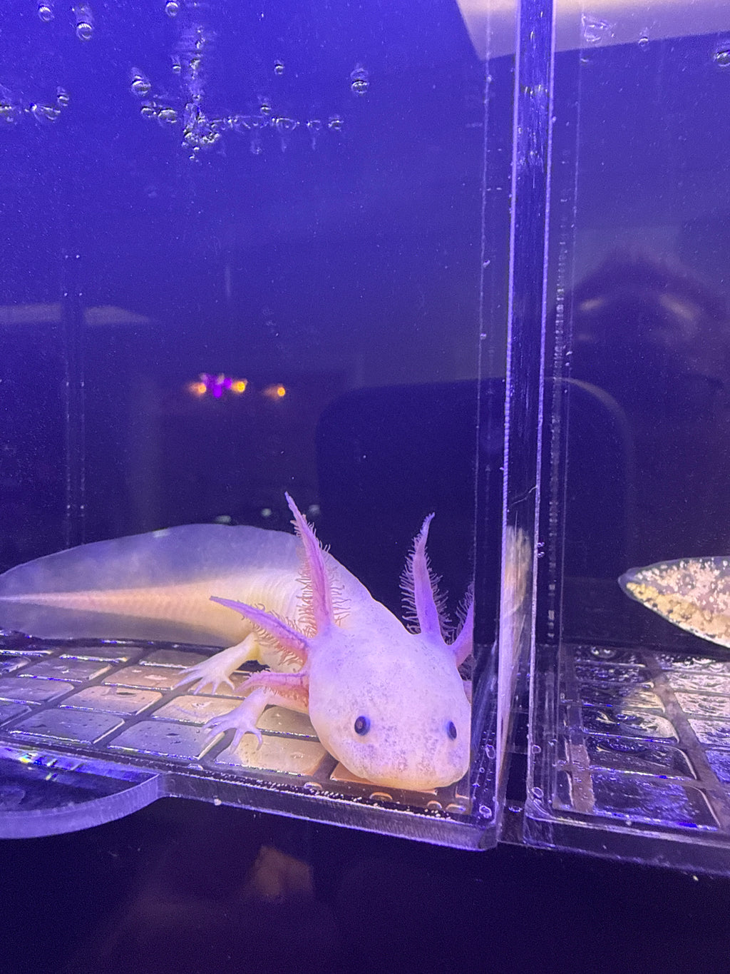 Moon, Dirty Lucy named axolotl #038 — exact animal for sale, photo 1
