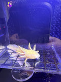 Phantom, Golden Albino named axolotl #035 — exact animal for sale, photo 1