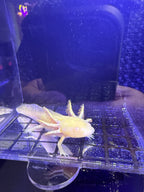 Phantom, Golden Albino named axolotl #035 — exact animal for sale, photo 1