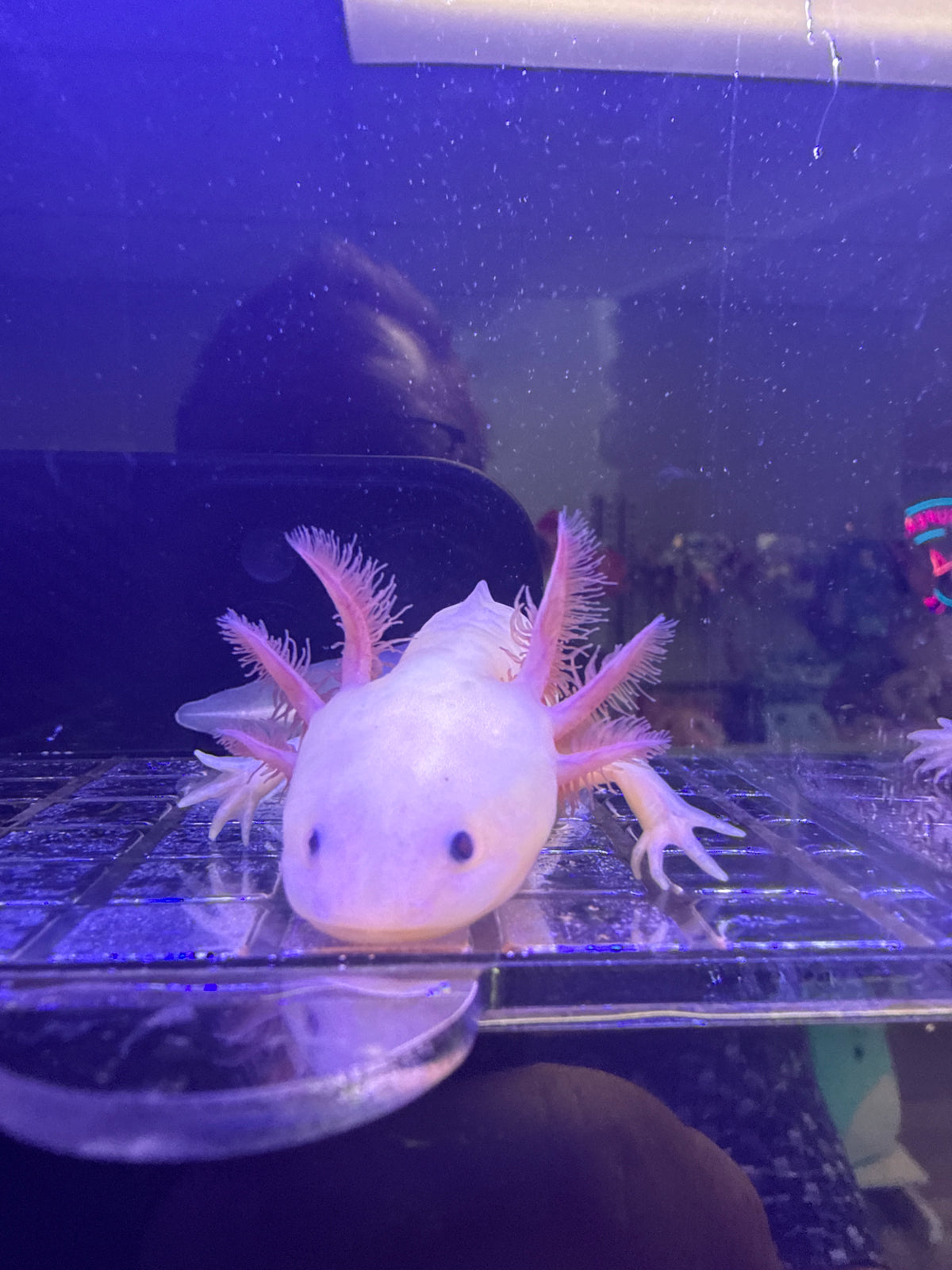 October, Leucistic named axolotl #040 — exact animal for sale, photo 3