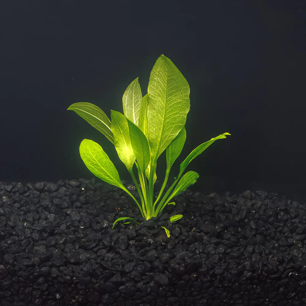 Amazon Sword live freshwater aquarium plant