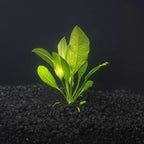 Amazon Sword live freshwater aquarium plant