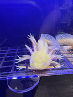 Jack, Golden Albino named axolotl #020 — exact animal for sale, photo 2