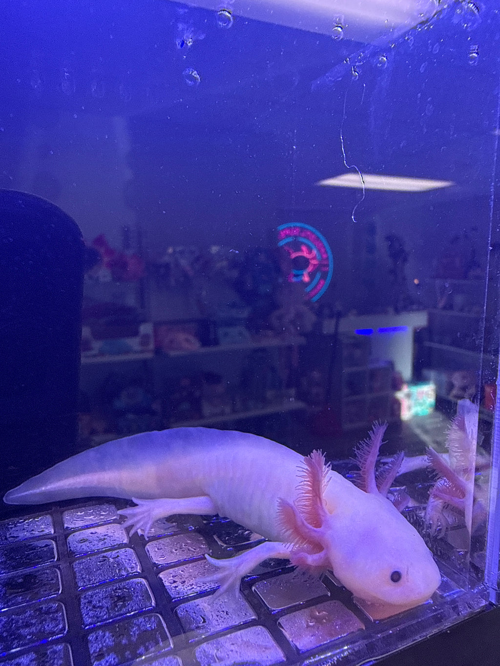 October, Leucistic named axolotl #040 — exact animal for sale, photo 2
