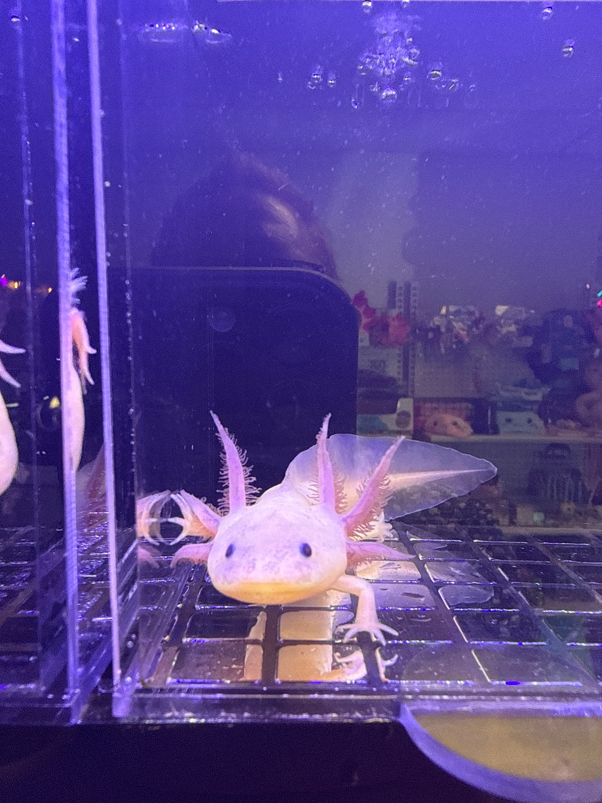 Moon, Dirty Lucy named axolotl #038 — exact animal for sale, photo 2