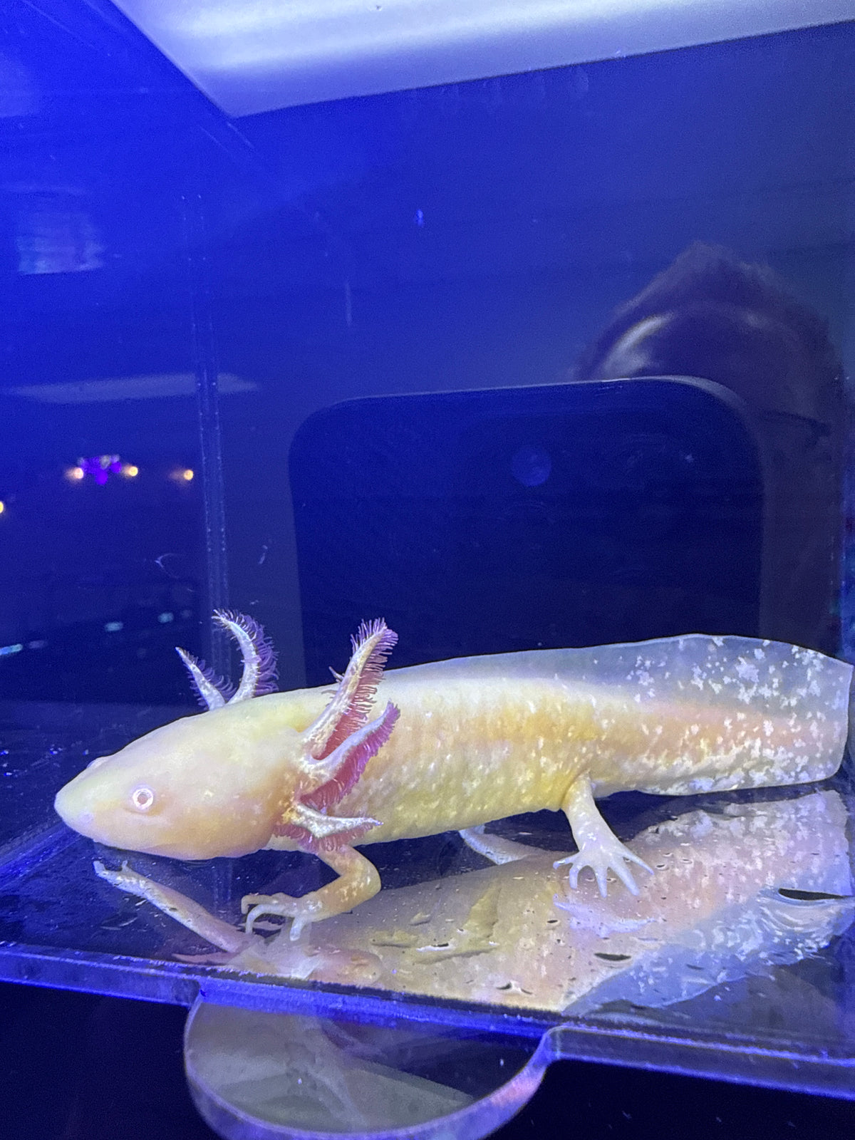Reaper, Golden Albino named axolotl #036 — exact animal for sale, photo 2