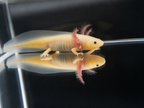 GFP Leucistic or "Glowing" Axolotl