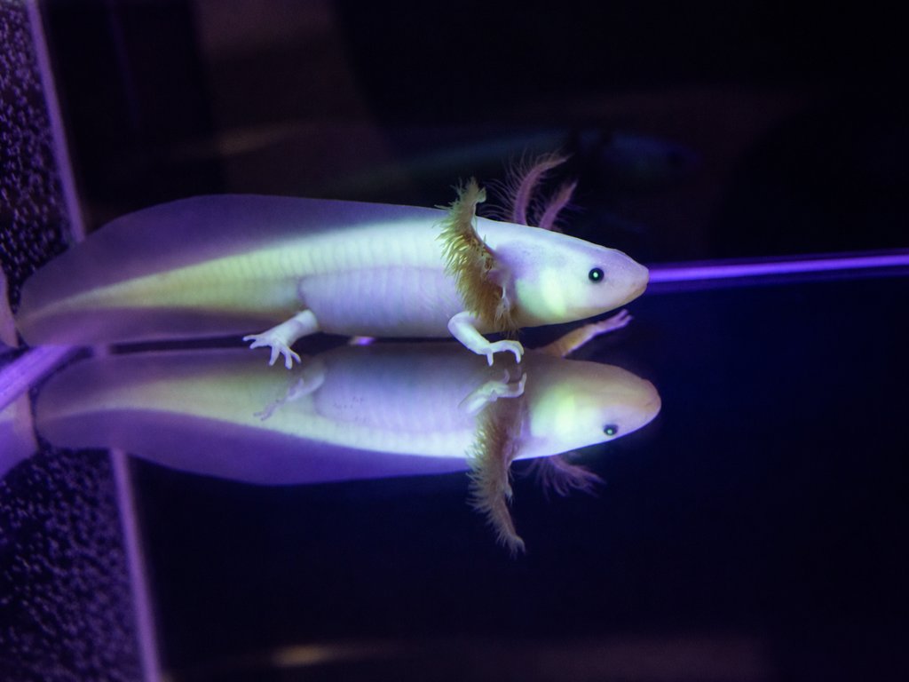GFP Leucistic or "Glowing" Axolotl