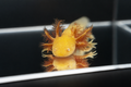 Golden Albino Axolotl