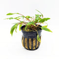 Cryptocoryne Wendtii (Green)