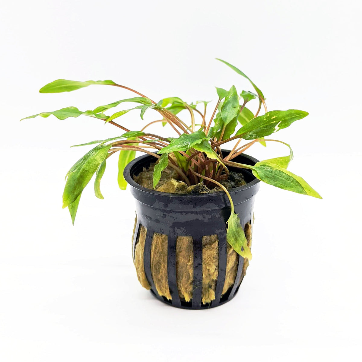 Cryptocoryne Wendtii (Green)