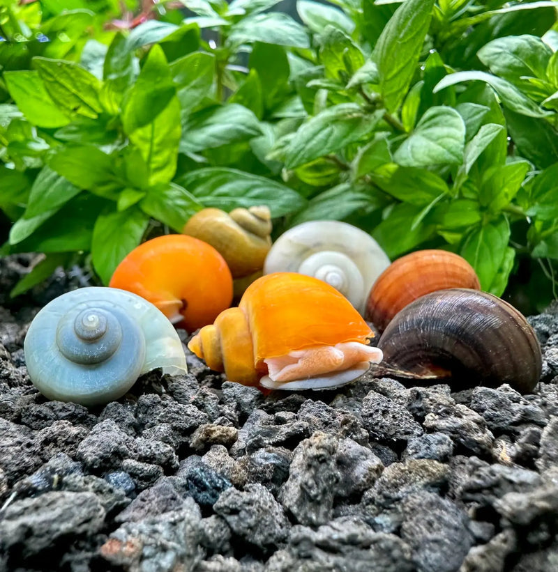 Four live Mystery Snails with colorful shells for a freshwater aquarium
