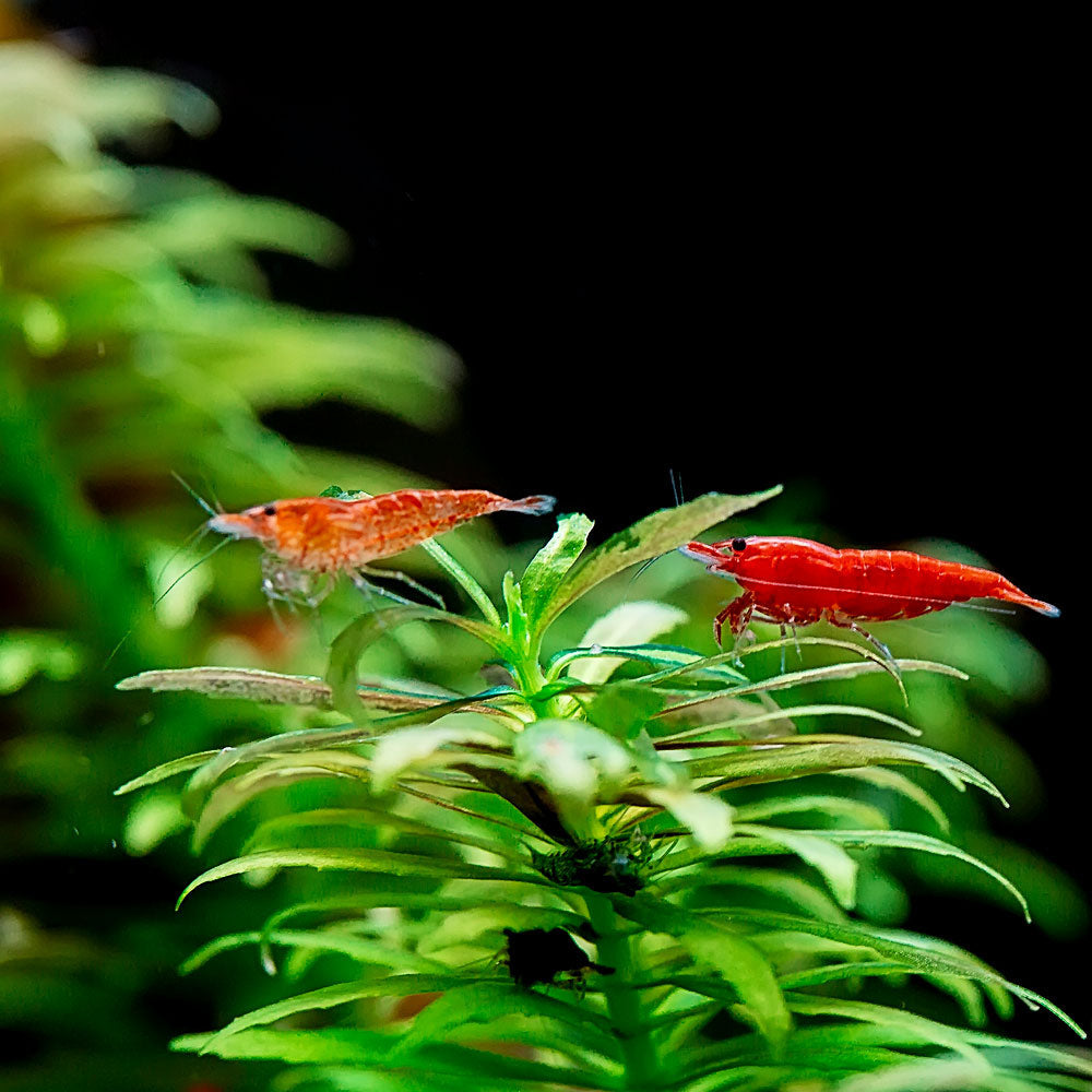 Red Cherry Shrimp freshwater aquarium tank mates
