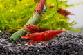 Ten live Red Cherry Shrimp for a freshwater aquarium