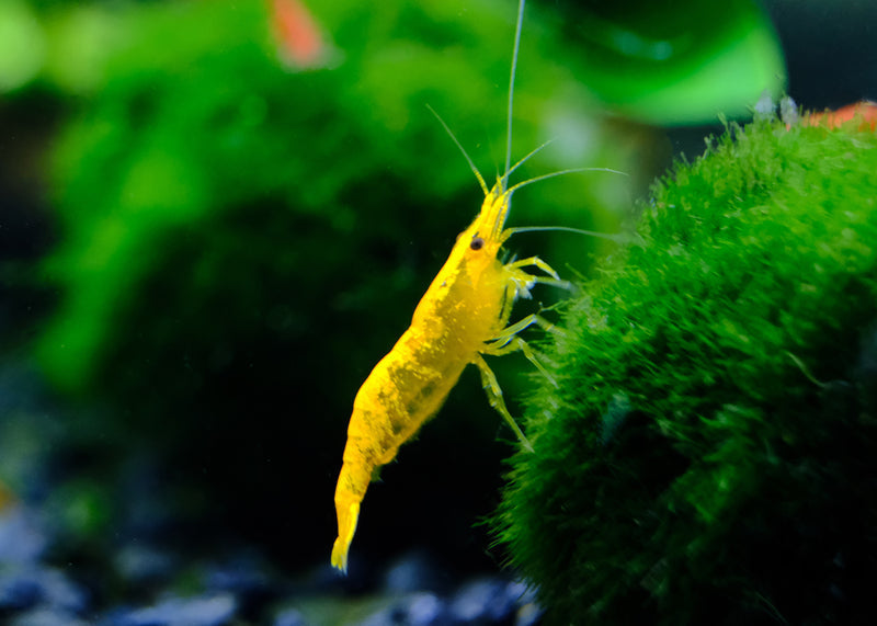 Yellow Shrimp freshwater aquarium tank mates