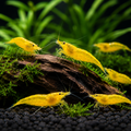 Ten live Yellow Shrimp for a freshwater aquarium