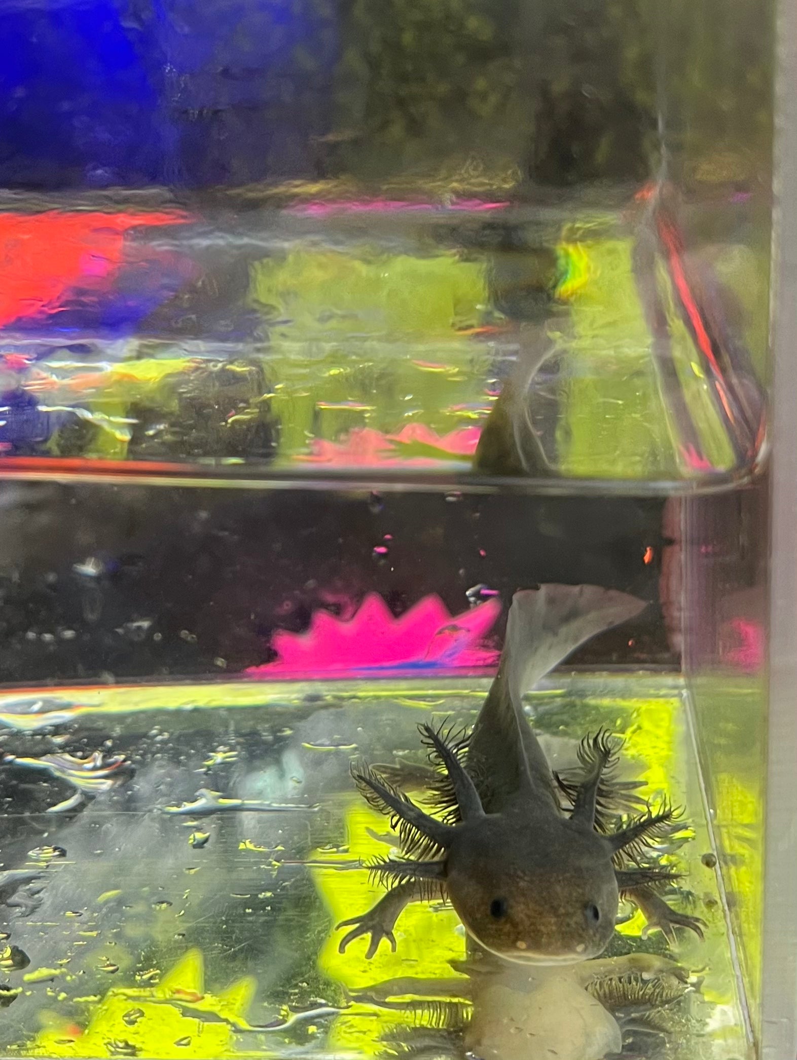 Goblin — Axolote Melanoides Negro n.º 031