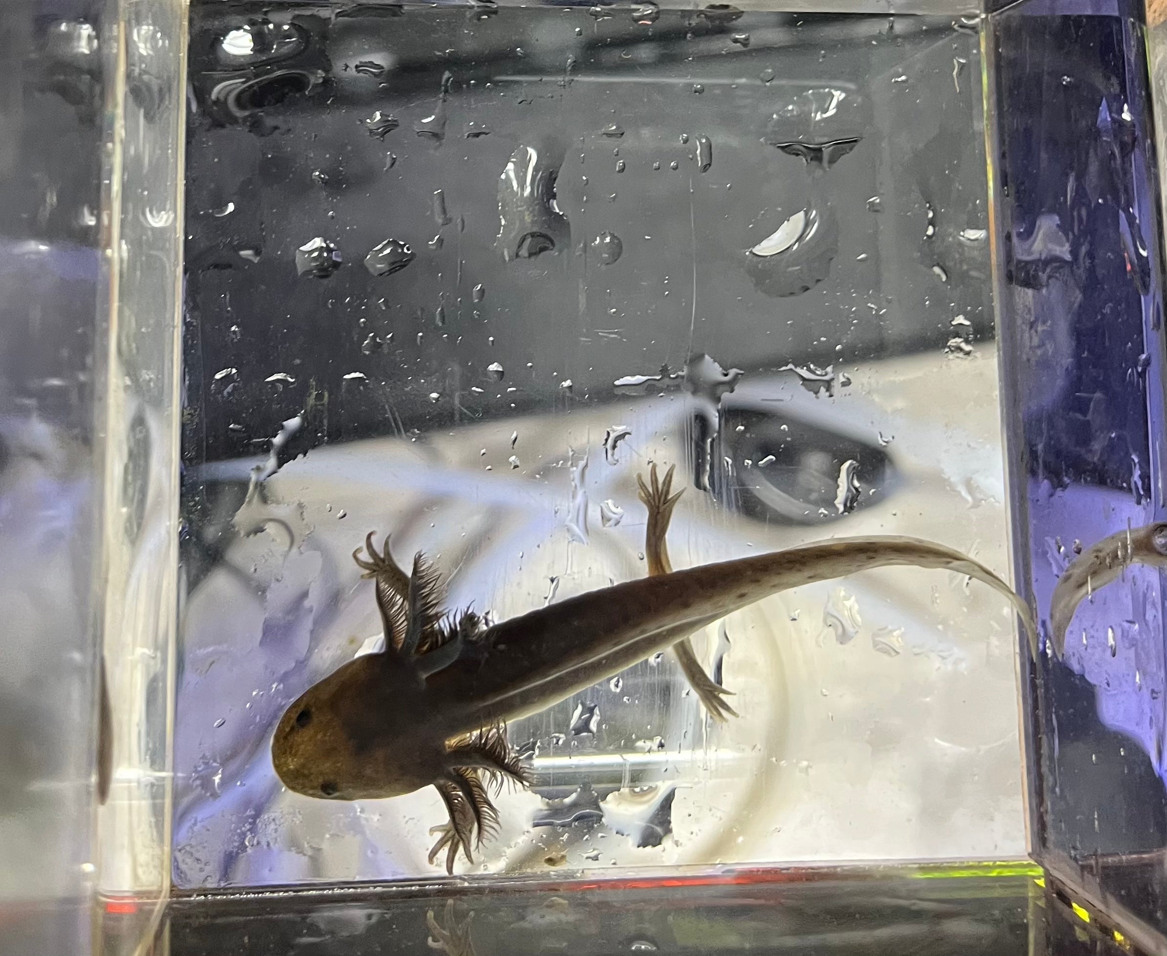 Goblin — Axolote Melanoides Negro n.º 031