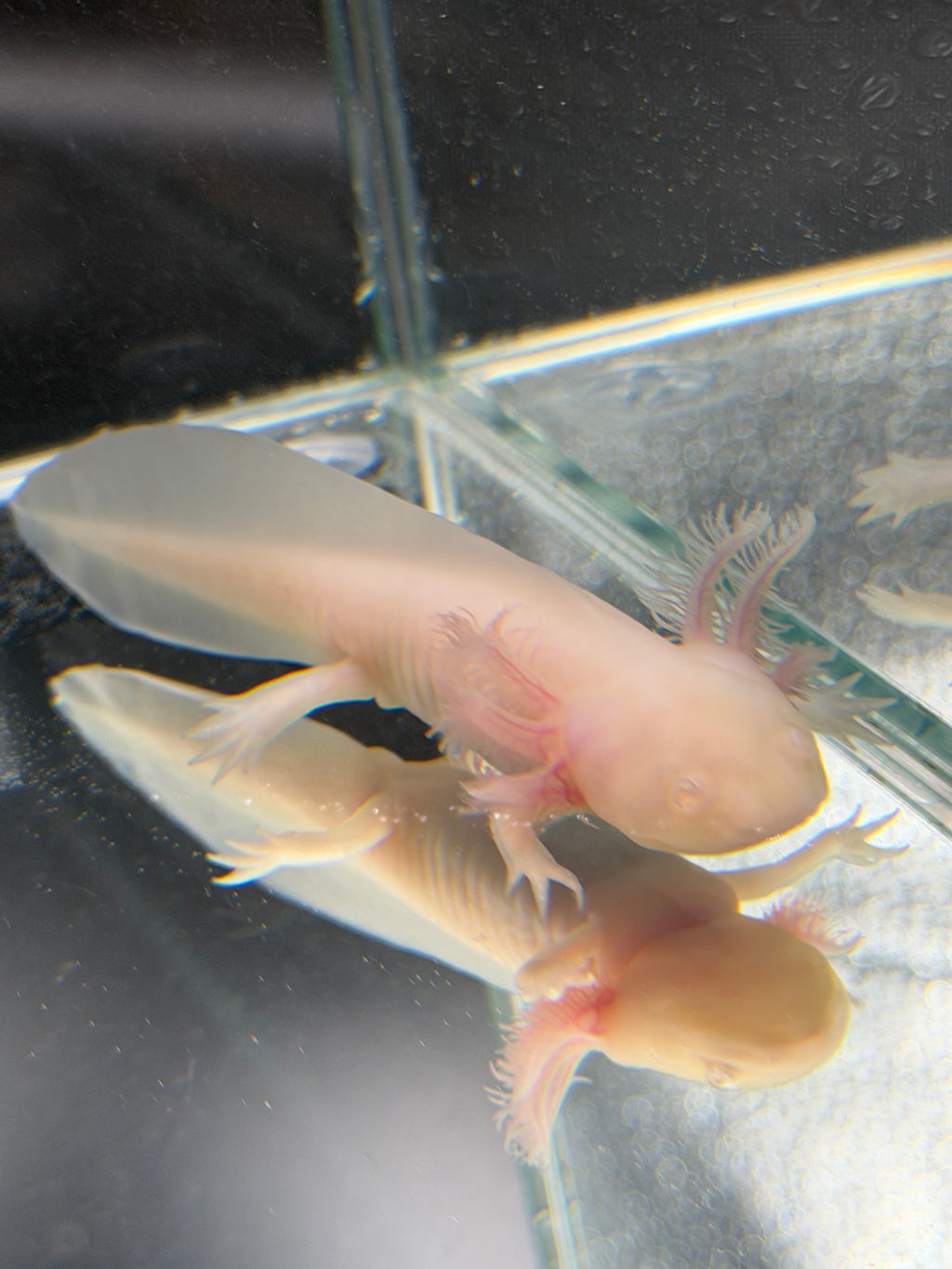 Ghost, Pink Albino named axolotl #030 — exact animal for sale, photo 1