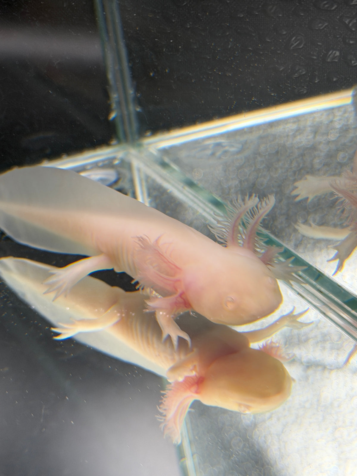 Ghost, Pink Albino named axolotl #030 — exact animal for sale, photo 2