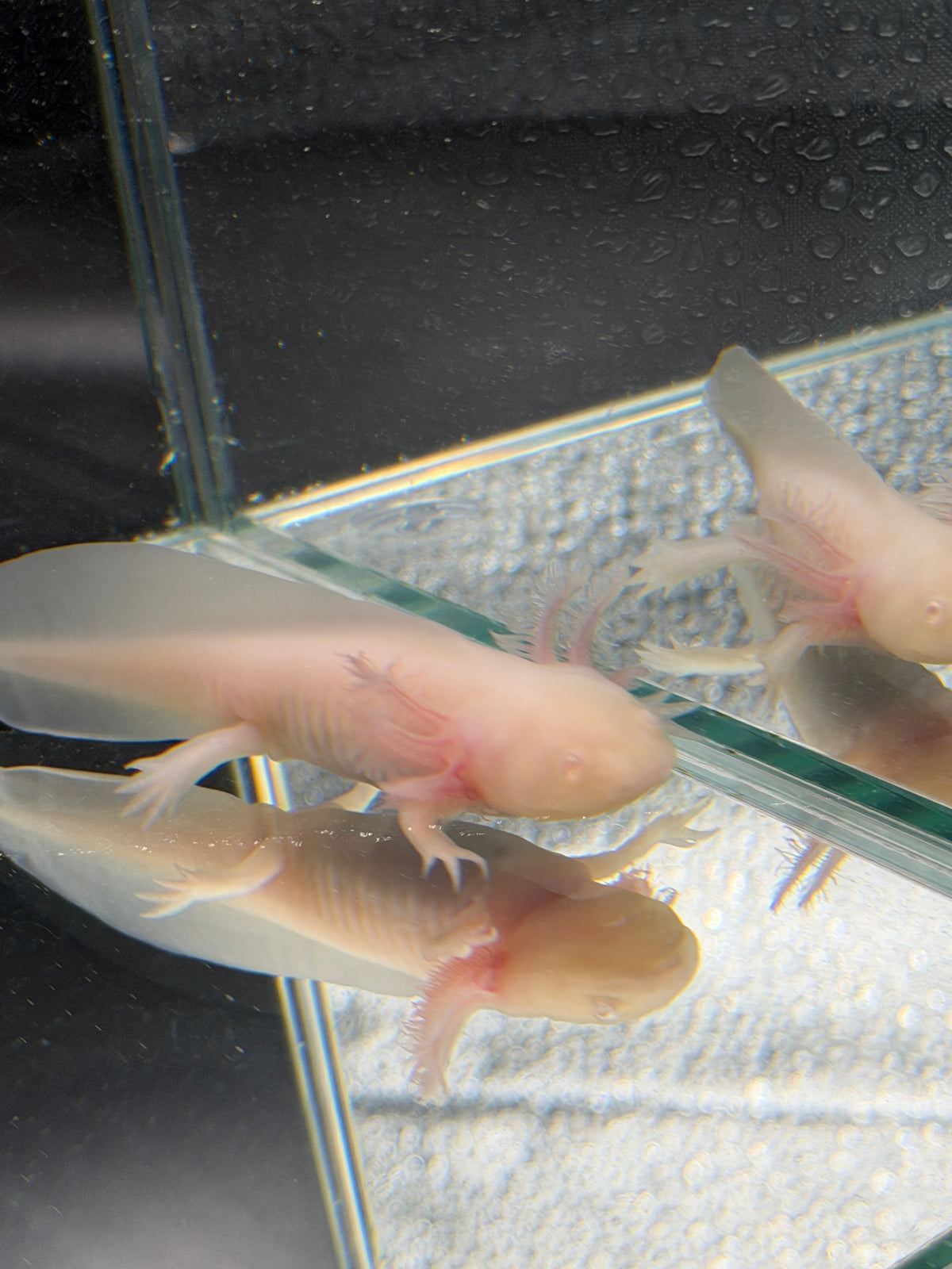 Ghost, Pink Albino named axolotl #030 — exact animal for sale, photo 3