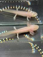 Ghost, Pink Albino named axolotl #030 — exact animal for sale, photo 4
