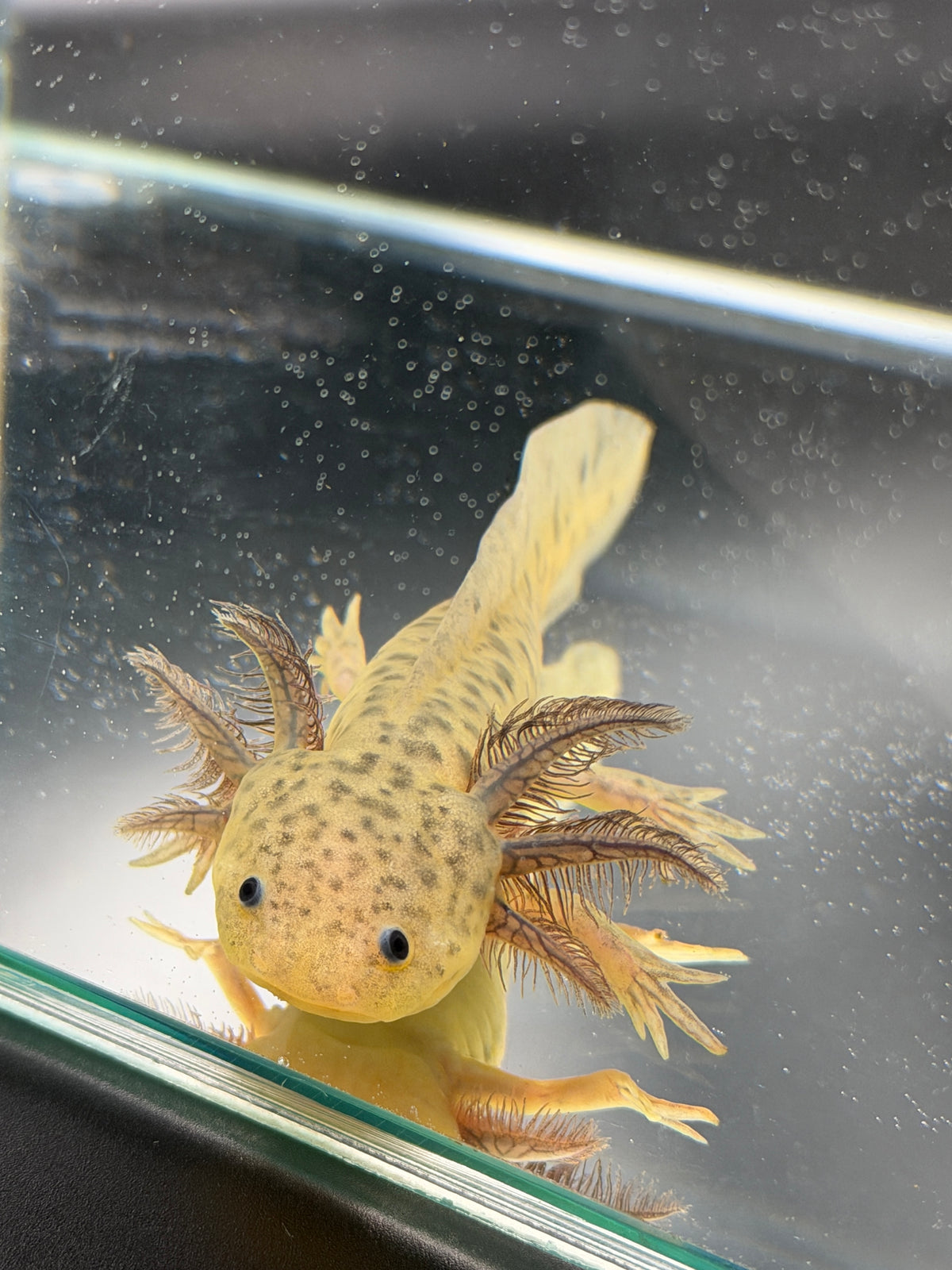 Winifred, GFP Wild Type named axolotl #023 — exact animal for sale, photo 4