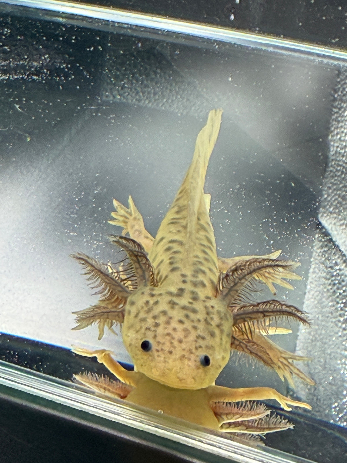 Winifred, GFP Wild Type named axolotl #023 — exact animal for sale, photo 3