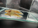 Winifred, GFP Wild Type named axolotl #023 — exact animal for sale, photo 2