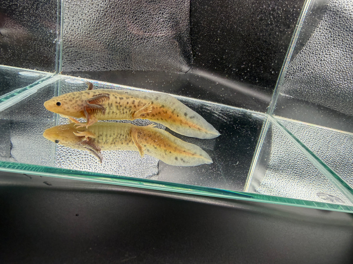 Winifred, GFP Wild Type named axolotl #023 — exact animal for sale, photo 2