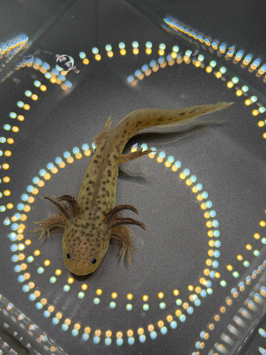 Winifred, GFP Wild Type named axolotl #023 — exact animal for sale, photo 1