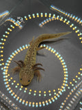 Winifred, GFP Wild Type named axolotl #023 — exact animal for sale, photo 1
