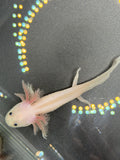 Casper, Leucistic named axolotl #004 — exact animal for sale, photo 1