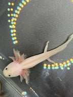 Casper, Leucistic named axolotl #004 — exact animal for sale, photo 1