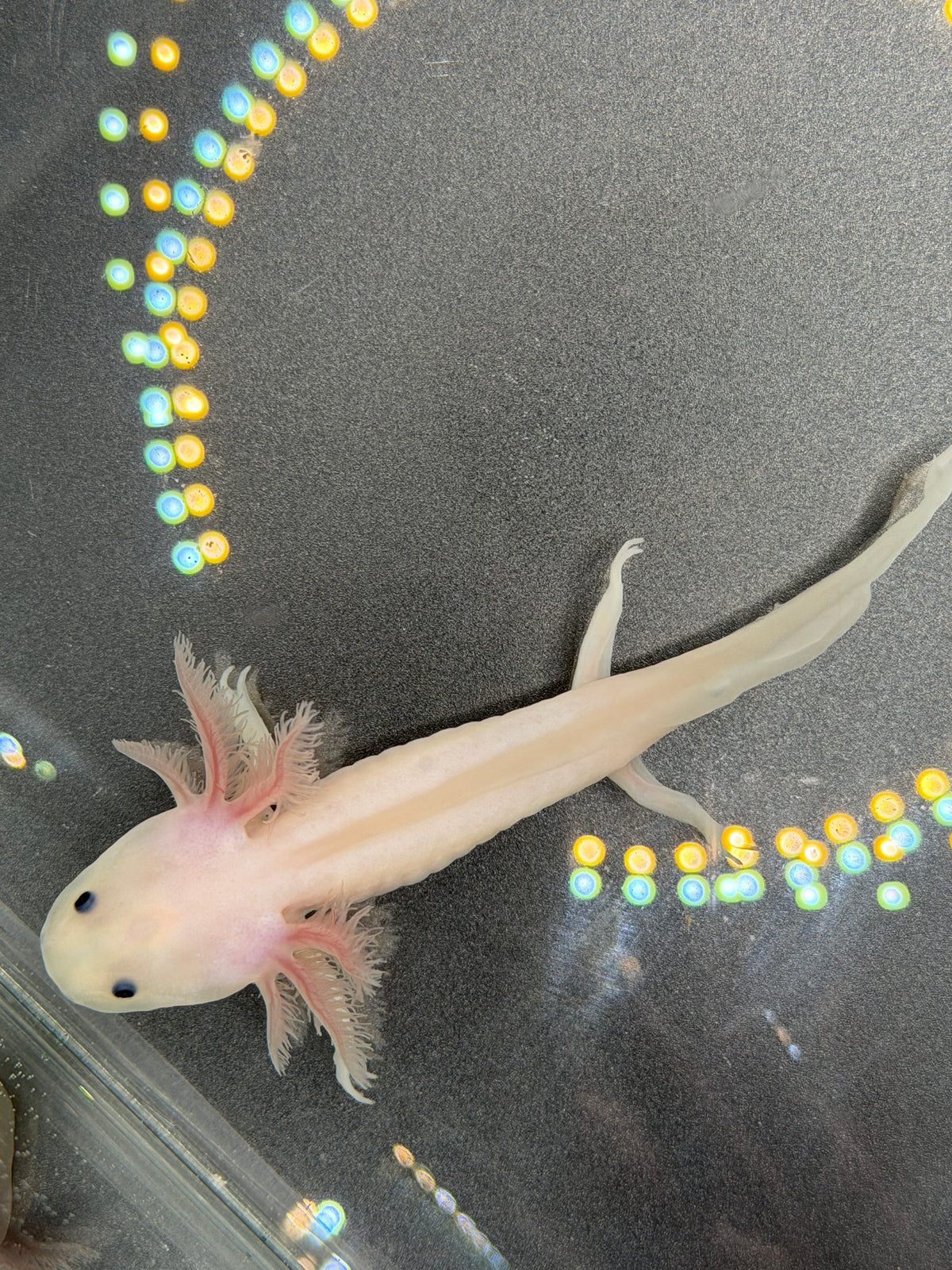 Casper, Leucistic named axolotl #004 — exact animal for sale, photo 1