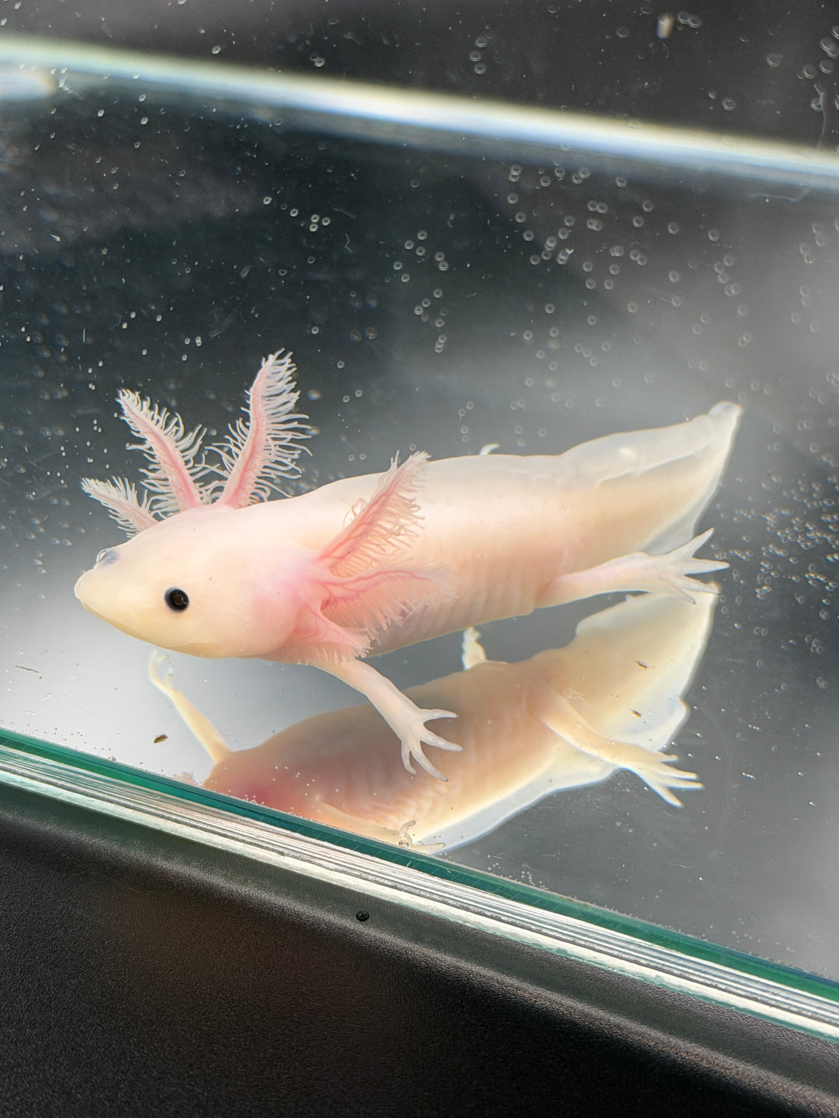 Casper, Leucistic named axolotl #004 — exact animal for sale, photo 2