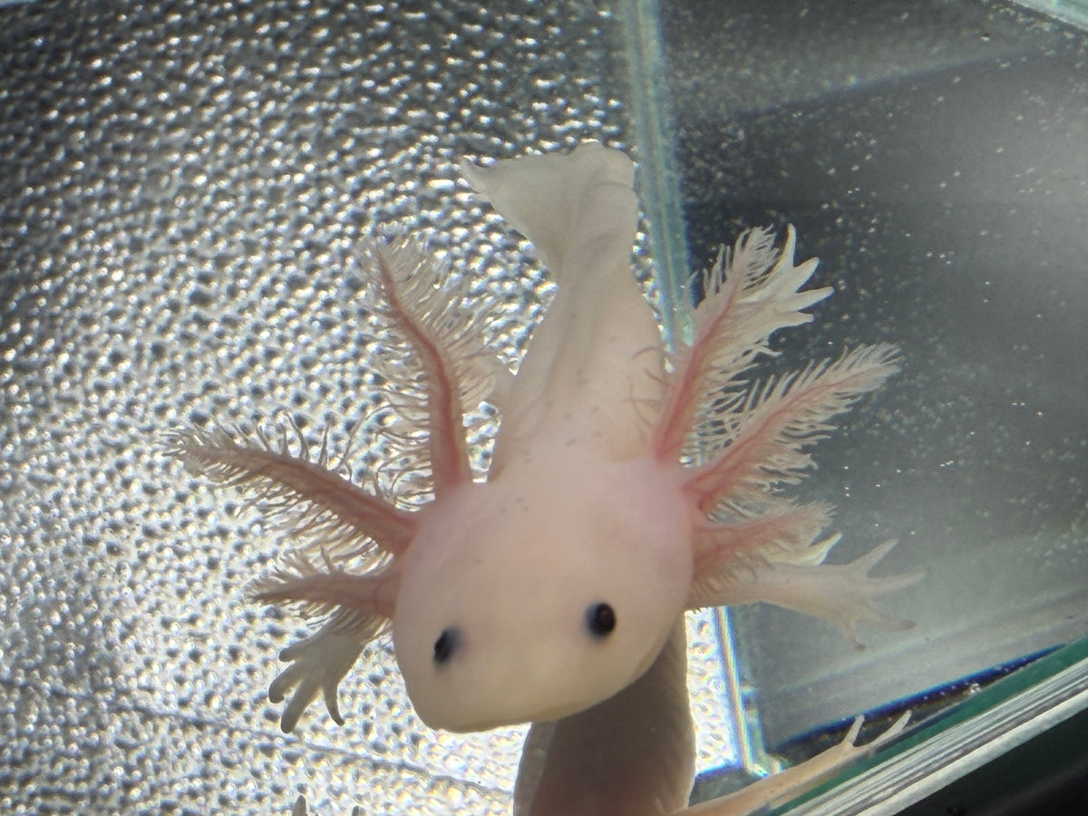 Casper, Leucistic named axolotl #004 — exact animal for sale, photo 3