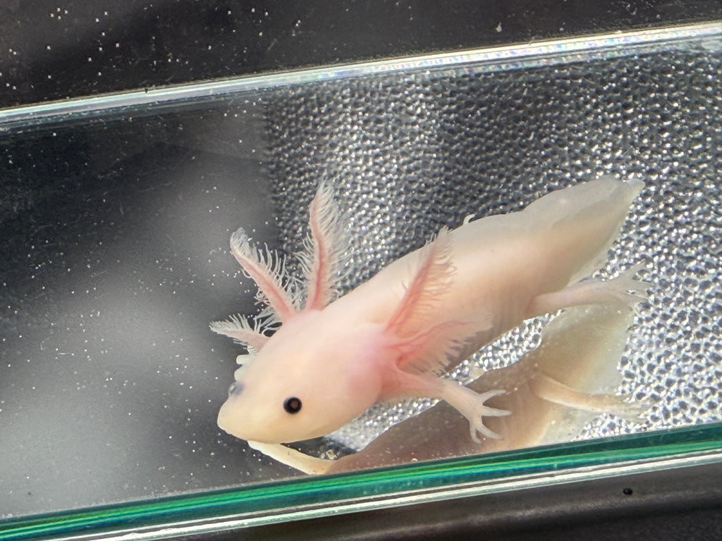 Casper, Leucistic named axolotl #004 — exact animal for sale, photo 4