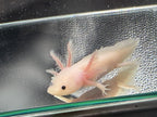 Casper, Leucistic named axolotl #004 — exact animal for sale, photo 4