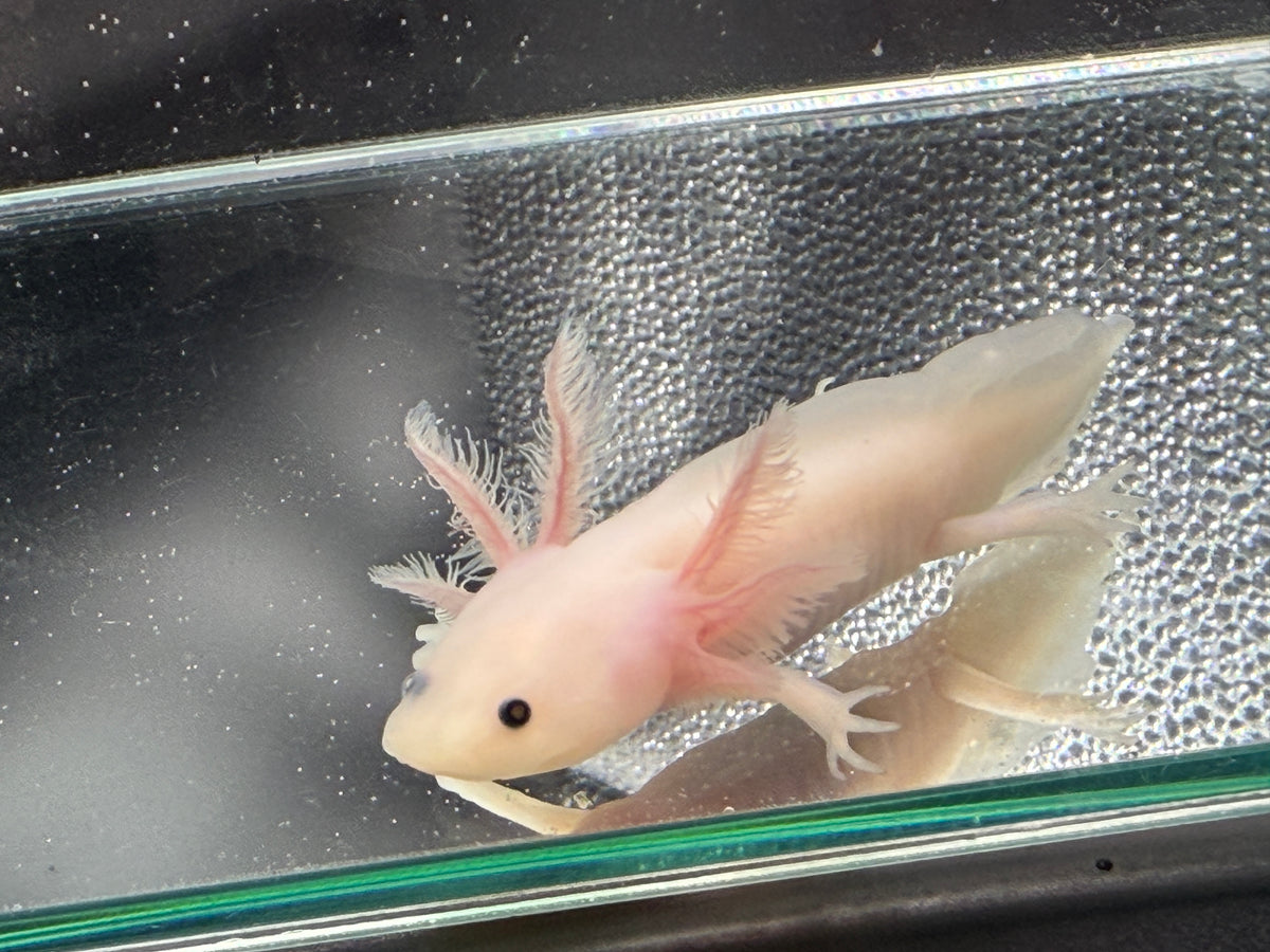 Casper, Leucistic named axolotl #004 — exact animal for sale, photo 4