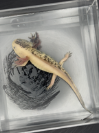 Nova true split GFP mosaic axolotl alternate view