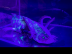 Nova true split GFP mosaic axolotl fluorescing under UV light