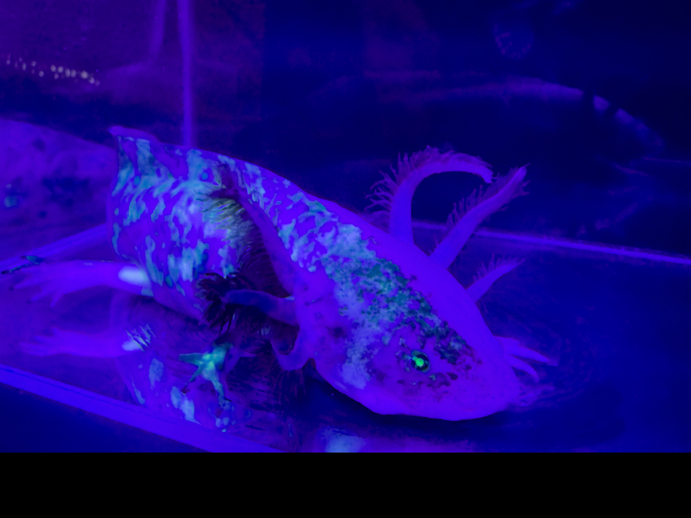 Nova true split GFP mosaic axolotl fluorescing under UV light