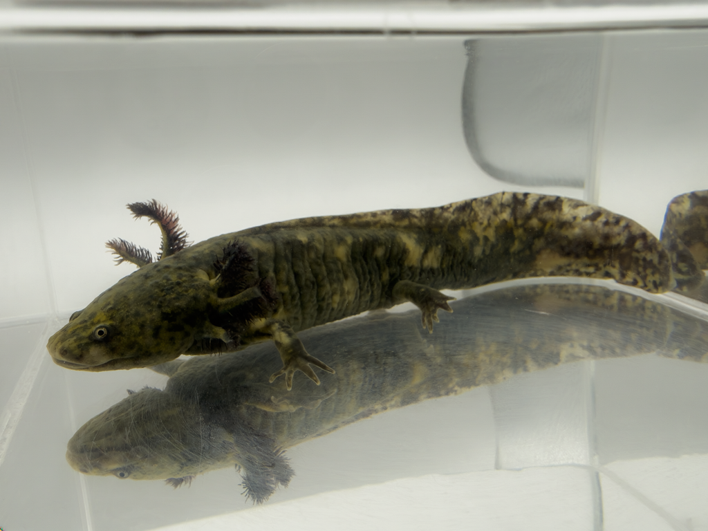 Godzilla mosaic axolotl alternate view