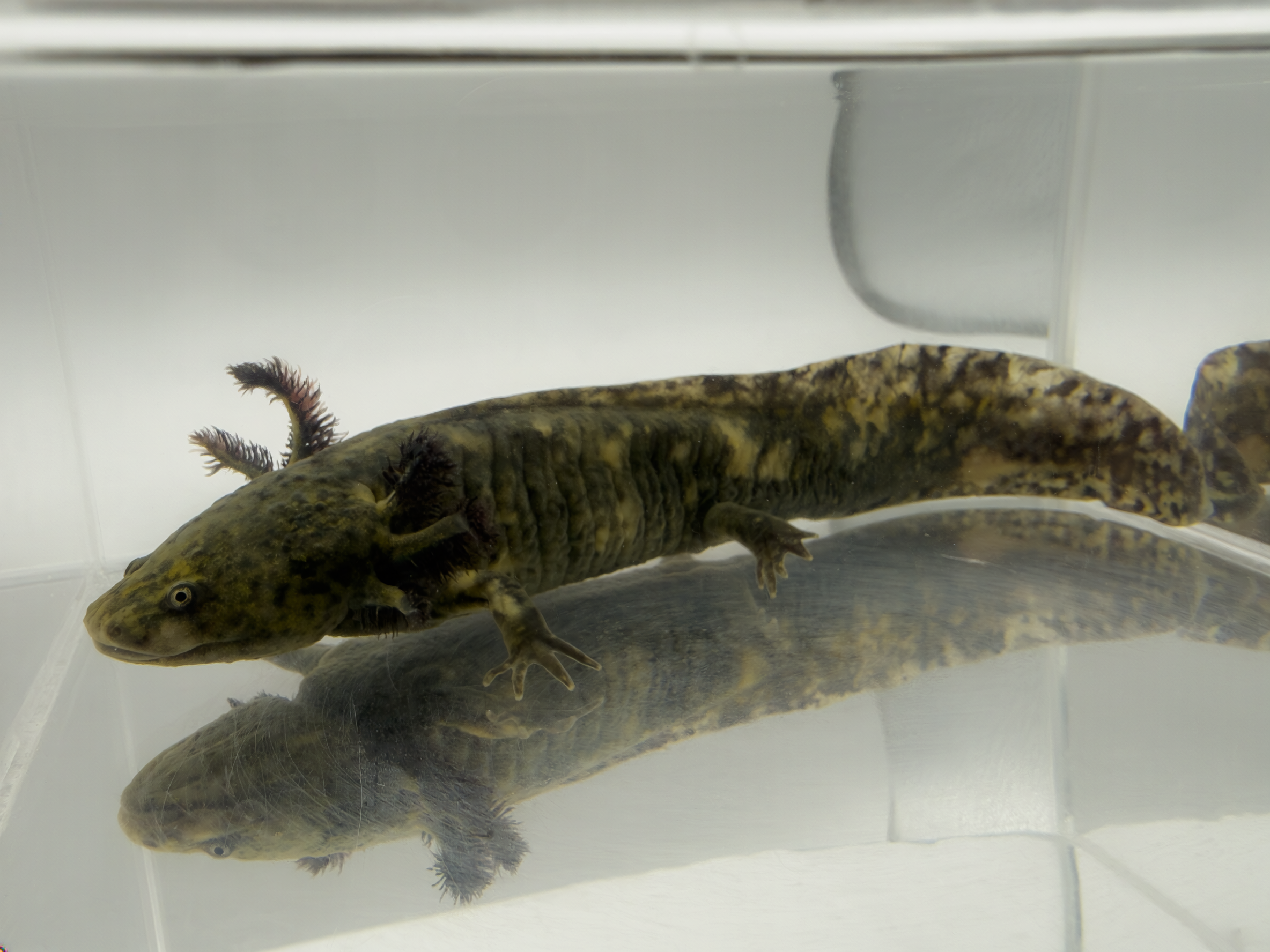 Godzilla mosaic axolotl alternate view